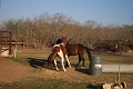 Buddy-horses_1827