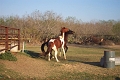 Buddy-horses_1828