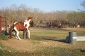 Buddy-horses_1829